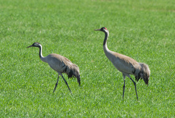 Fototapeta premium Common cranes in the field