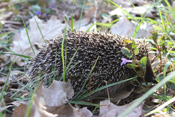 Hedgehog