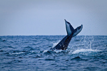 Beautiful humpback whales in the coast of Ecuador