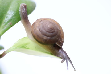 Snail on a leaf green