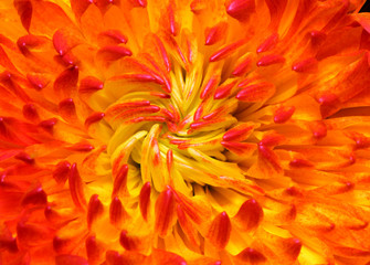 Obraz premium red chrysanthemum