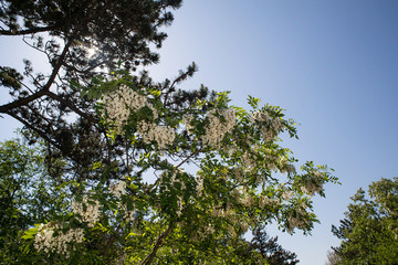 robinia