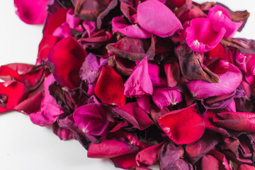 Closeup of Many Dying Red Rose Petals