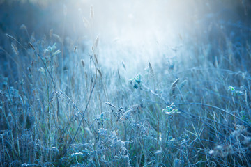 Autumn meadow illuminated by sunlight.