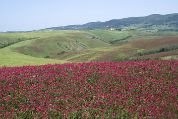 Fototapeta premium View over rural Tuscany, Italy 