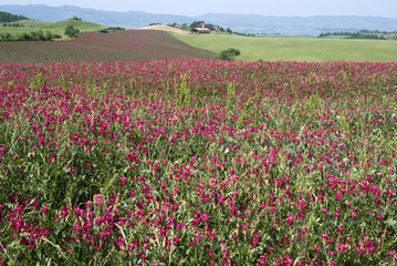 View over rural Tuscany, Italy 