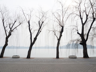 Willow trees on the lakeside in Beihai park