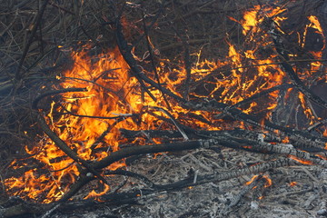 Burning forest - disaster caused by an anthropogenous factor