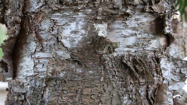 Araucaria cunninghamii bark