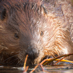 beaver