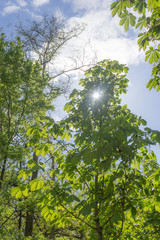 Sonnenstrahlen durch Baum