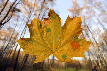 Beautiful yellow maple