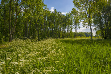 Wild flowers along a forest in sunlight in spring
