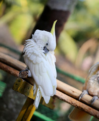 Beautiful white cockatoo