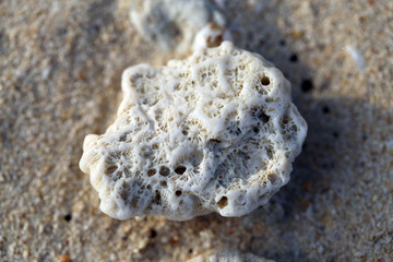 Obraz na płótnie Canvas White coral