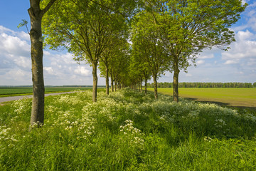 Row of trees through a rural landscape in spring