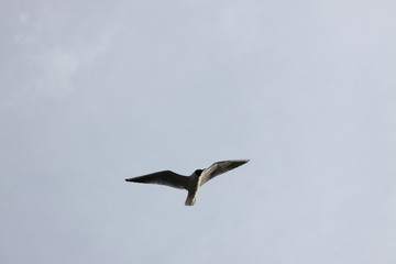 Seagull In The Sky