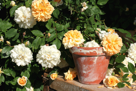 Rumbler roses with flower pot