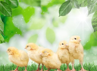 White, hat, chicken.