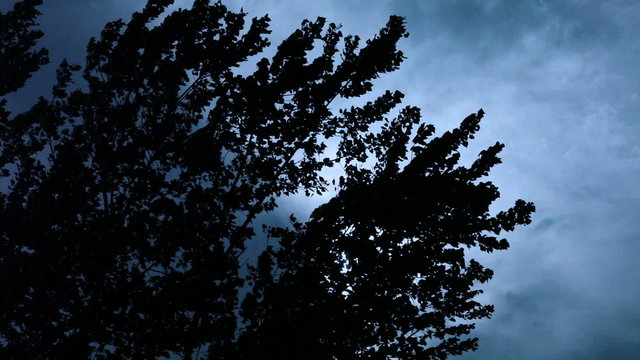 Trees Blowing in Breeze Silhouetted Against Dark Sullen Sky