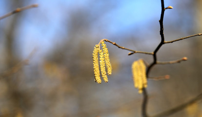 Beautiful earrings birch tree