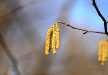 Beautiful earrings birch tree