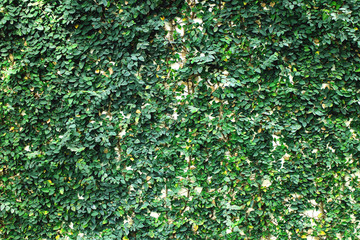Green leaf wall