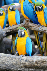 Fototapeta na wymiar Big beautiful macaws