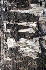 bark of the tree