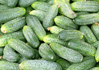 texture of the cucumber is photographed