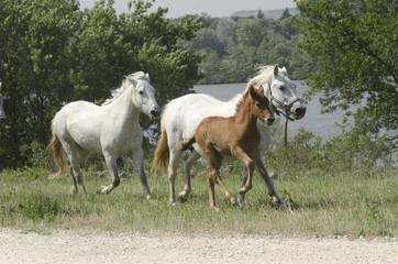 Obraz na płótnie Canvas chevaux au galop en liberté