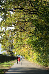 Obraz premium autumn trees