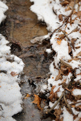 Stream in the autumn forest