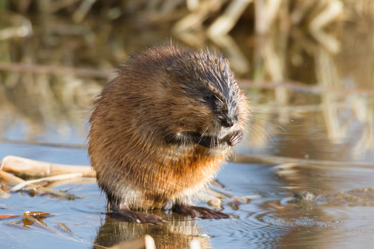 Muskrat