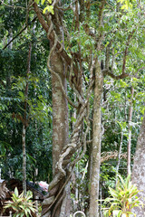 Fototapeta premium Rainforest