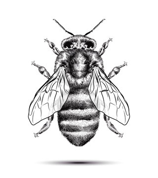 Realistic honey bee isolated on a white background
