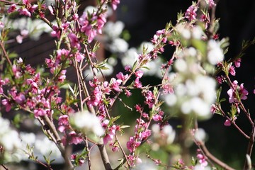 Blooms of Williams pear Tree, Greengage Tree, Peach Trees