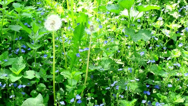 Meadow with many veronica flowers, day nettle and dandelion