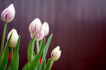 tulip flowers , outdoor park