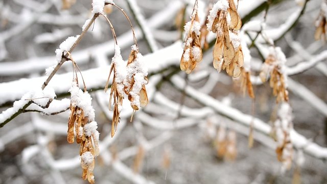 Snow falling on samara fruit seeds of leafless box elder tree