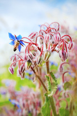 Bee is borage flower