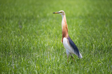 Javan Pond Heron in natural rice farm
