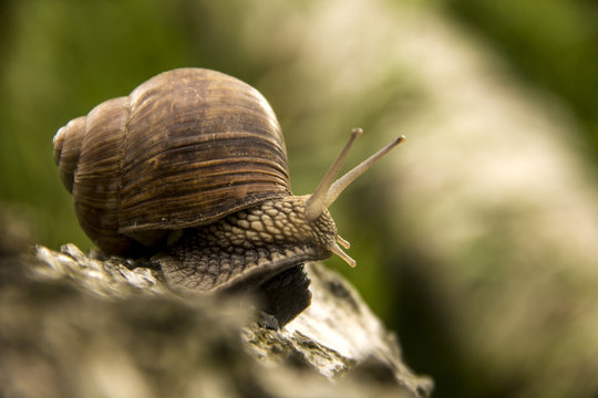the little snail crawling on a tree on a green background