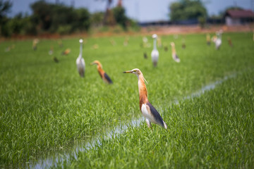 Javan Pond Heron in natural rice farm