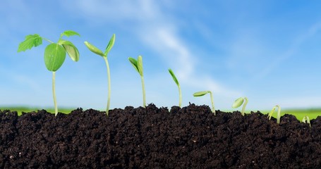 White, plant, background.