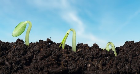 Grow, growing, sprout.