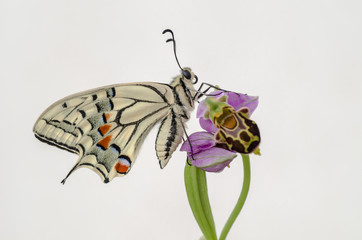 Farfalla macaone