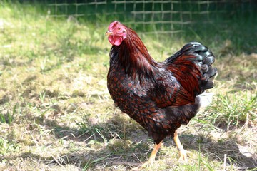 Cock, Golden Laced Wyandotte Chicken yellow black fringed