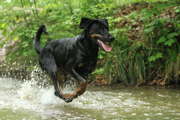 Hund galoppiert durch einen Bach