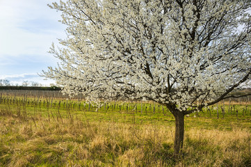 Kirschbaum blüht im Weingarten im Frühling